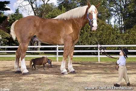 biggest animal in world. World#39;s Biggest Horse